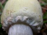 Agaricus arvensis image