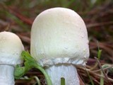 Agaricus arvensis image