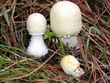 Agaricus arvensis image