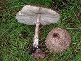 Chlorophyllum olivieri image