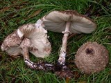 Chlorophyllum olivieri image