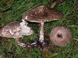 Chlorophyllum olivieri image