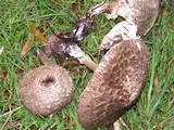 Chlorophyllum olivieri image