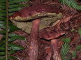 Boletellus mirabilis image