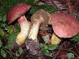 Boletus smithii image