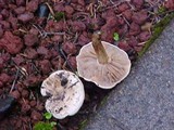 Hebeloma crustuliniforme image