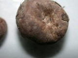 Hysterangium separabile image