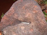 Echinodontium tinctorium image