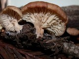 Lentinellus flabelliformis image