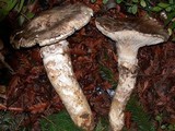 Catathelasma ventricosum image