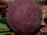 Rugosomyces onychinus image