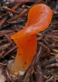 Guepinia helvelloides image