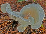 Clitocybe odora image