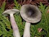 Russula pelargonia image