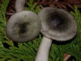 Russula pelargonia image