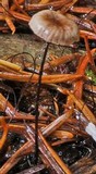 Gymnopus androsaceus image