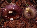 Russula xerampelina image