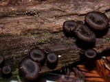 Arrhenia epichysium image