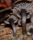 Arrhenia epichysium image