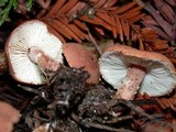 Cystodermella cinnabarina image