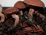 Cystodermella cinnabarina image