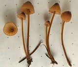 Mycena sanguinolenta image