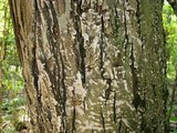 Graphis scripta image
