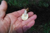 Russula maculata image