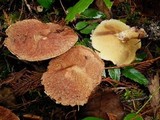 Suillus lakei image