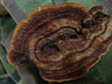 Gloeophyllum sepiarium image