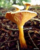 Hygrophoropsis aurantiaca image