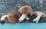 Hygrocybe colemanniana image
