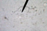 Hygrocybe colemanniana image