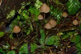 Psilocybe pelliculosa image
