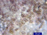 Psilocybe pelliculosa image