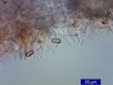 Psilocybe pelliculosa image