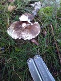 Russula nigricans image