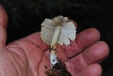 Inocybe sororia image