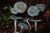 Clitocybe odora image