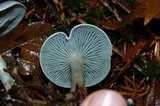 Clitocybe odora image