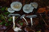 Clitocybe odora image