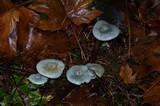 Clitocybe odora var. pacifica image