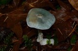 Clitocybe odora image