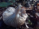 Hygrocybe colemanniana image