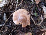 Hygrocybe colemanniana image