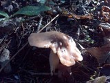 Hygrocybe colemanniana image