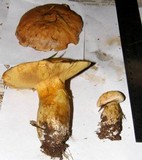 Suillus caerulescens image