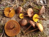 Cortinarius croceus image