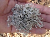 Pseudevernia consocians image