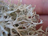 Pseudevernia consocians image